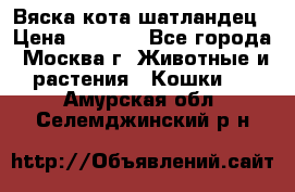 Вяска кота шатландец › Цена ­ 1 000 - Все города, Москва г. Животные и растения » Кошки   . Амурская обл.,Селемджинский р-н